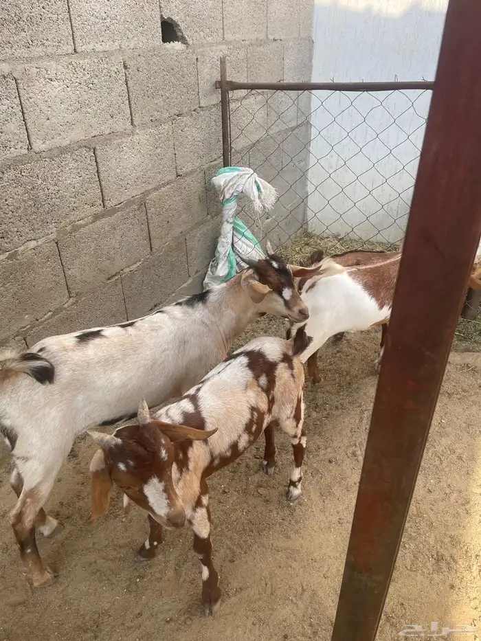 بهم تربيه مراح واحد العدد (5) صحه سليمه 2