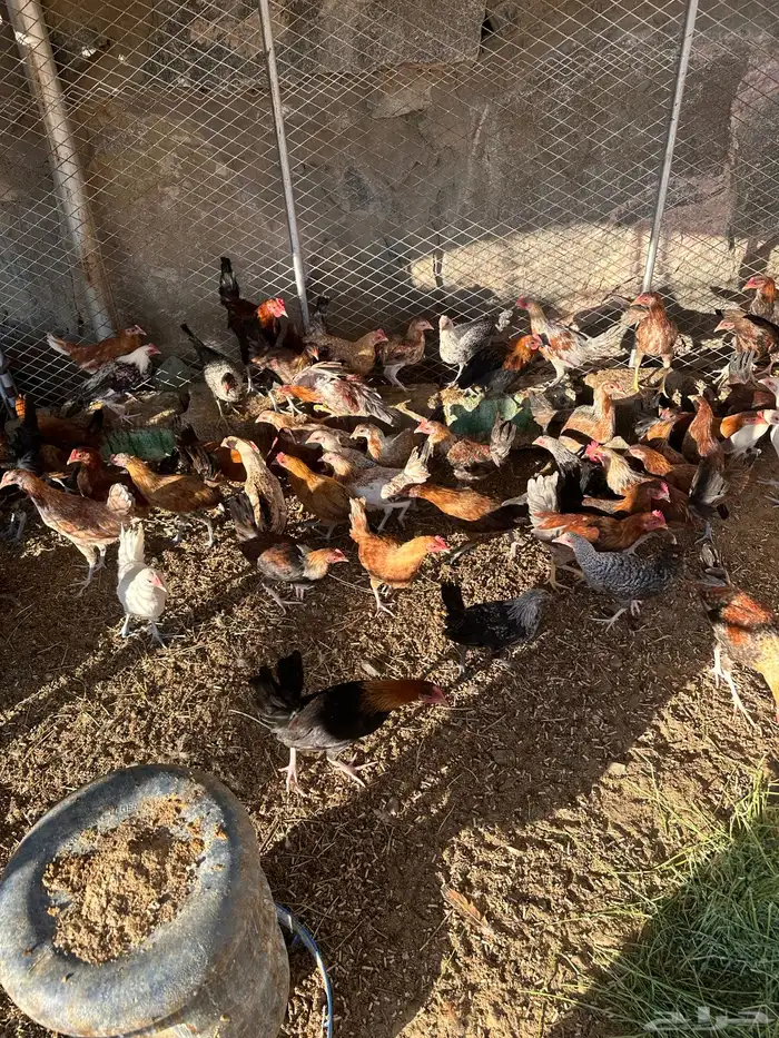 دجاج بلدي العمر 4 شهور الصحه شرط 2