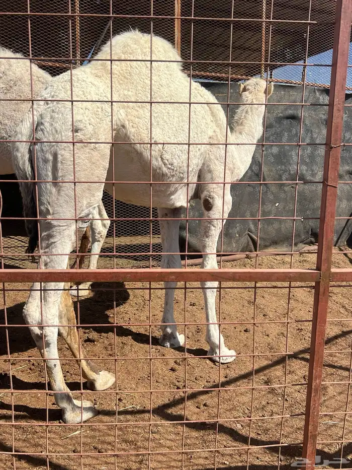 قعود عمره سنه ونص 1