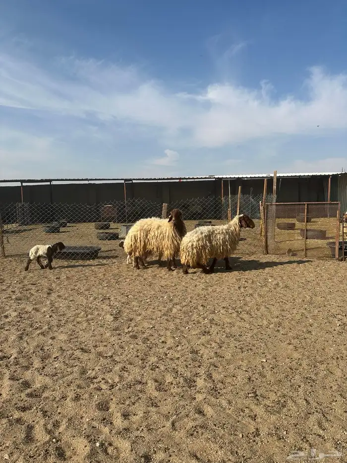 مطافيل انعيم طيبه اللبييع 1