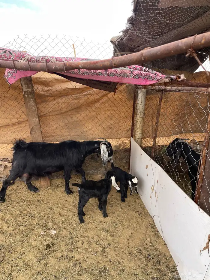 عنز عارضيه متوم للبيع 3