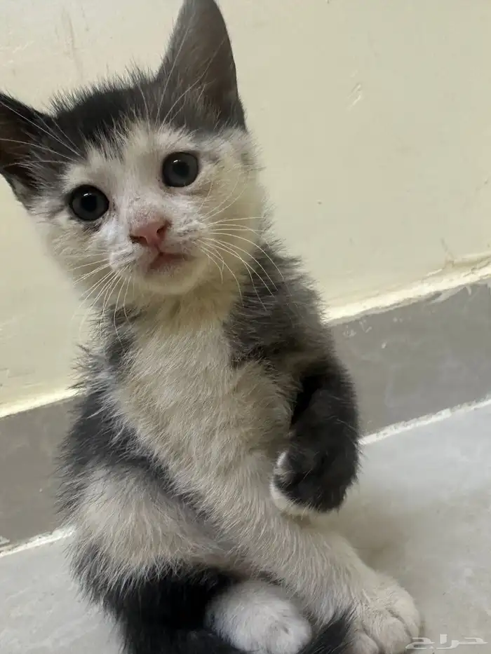 قطط للتبني  كتن 4