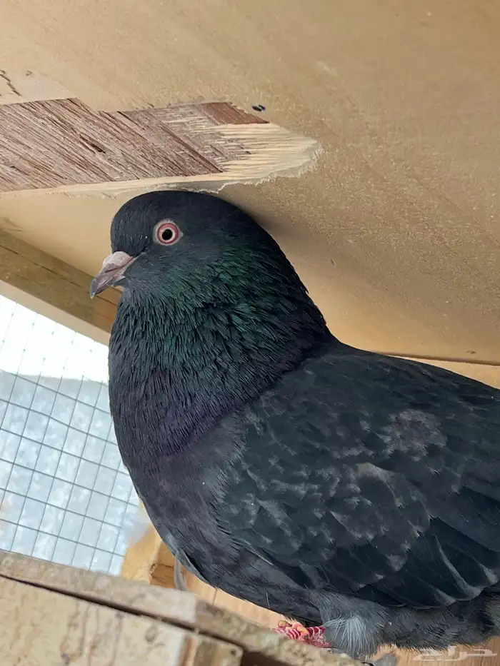 جوز قطايف بفروخه معاريف 0