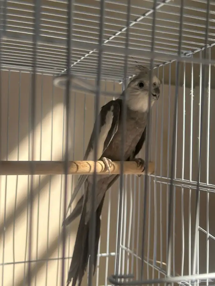 عرض خاص ذكر كروان وايتت فيس فخممم 5