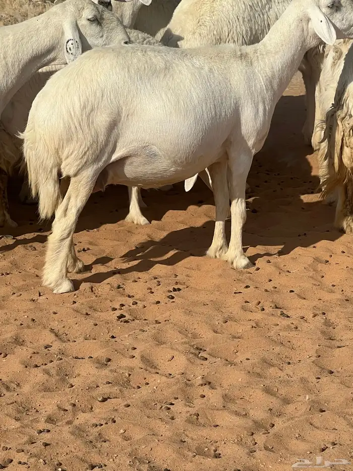 حريات صنف الصنف مراح متعوب عليه 16