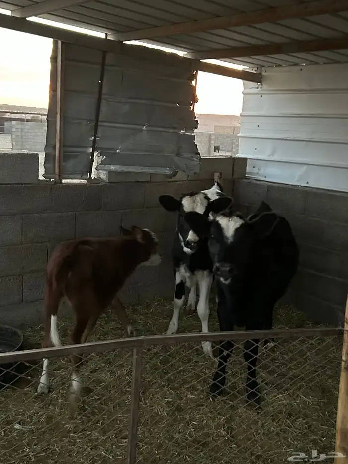 بقر خلفات للبيع 6