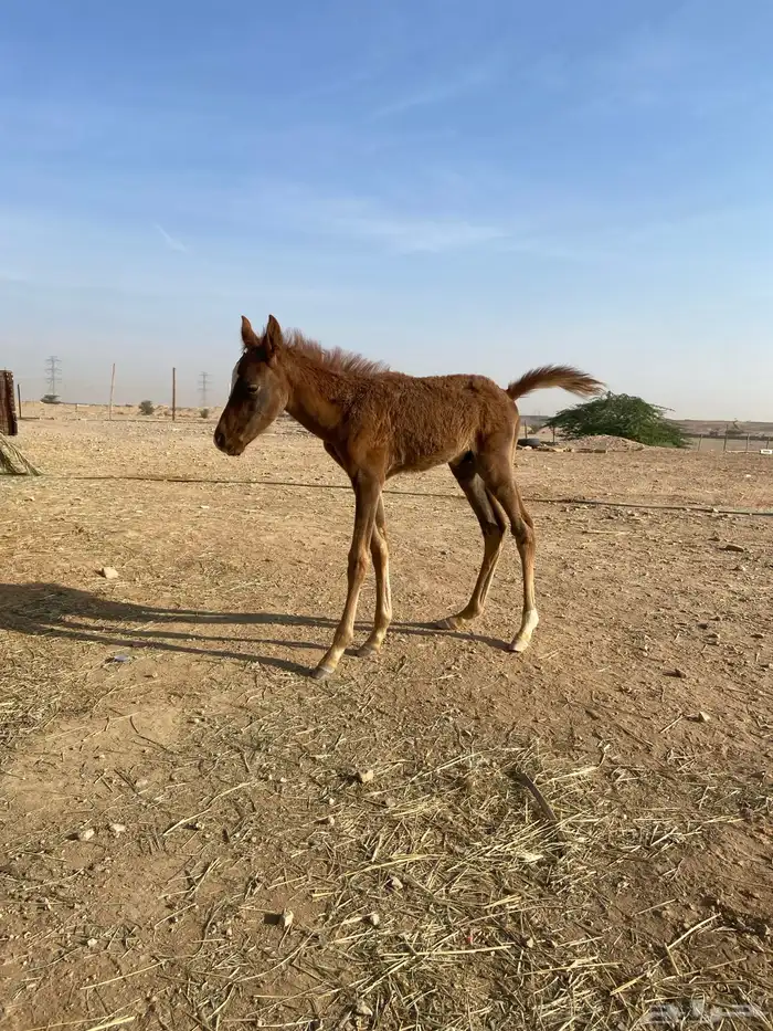 حصان سعبي العمر شهر و3 اسابيع 3