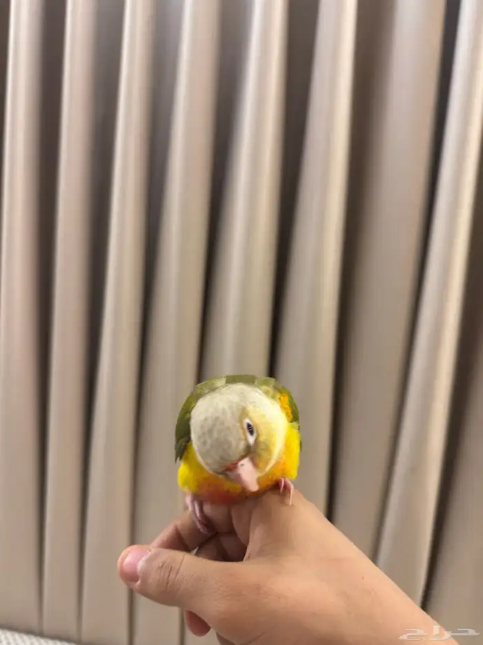 كنيور أناناس 8