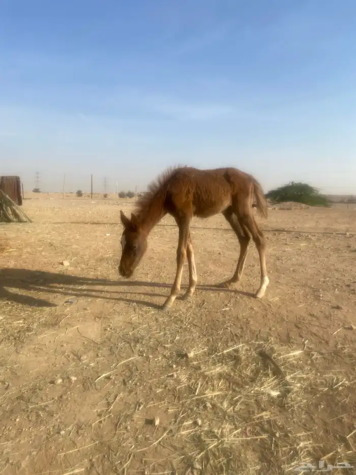 حصان سعبي العمر شهر و3 اسابيع 1