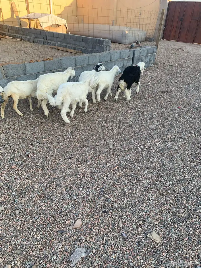 طليان ورخال 0