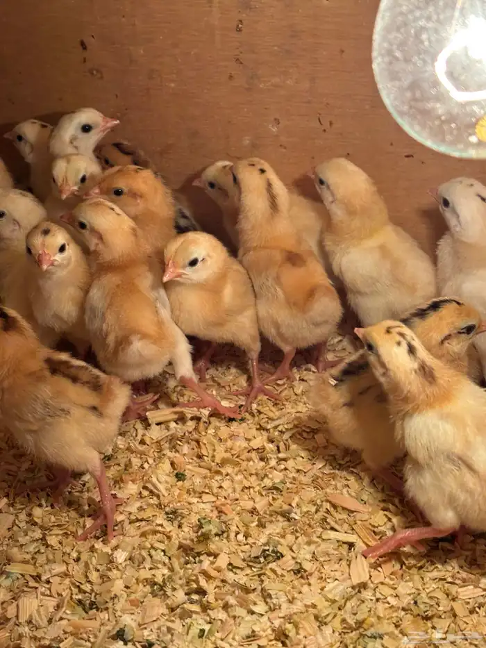 صوص بلدي فواتح 2