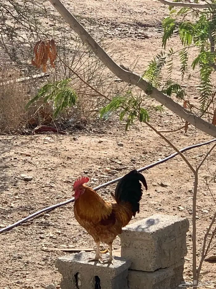 السلام عليكم ورحمة الله وبركاته ديك للبيع 3