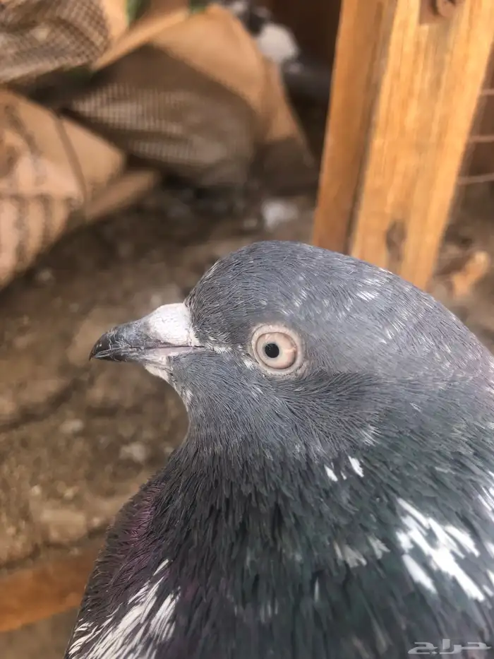 حمام باكستاني للبيع اذكرين رامات بيور 0