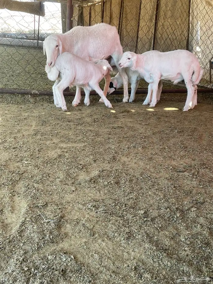 شاه عليها ثلاثة 5