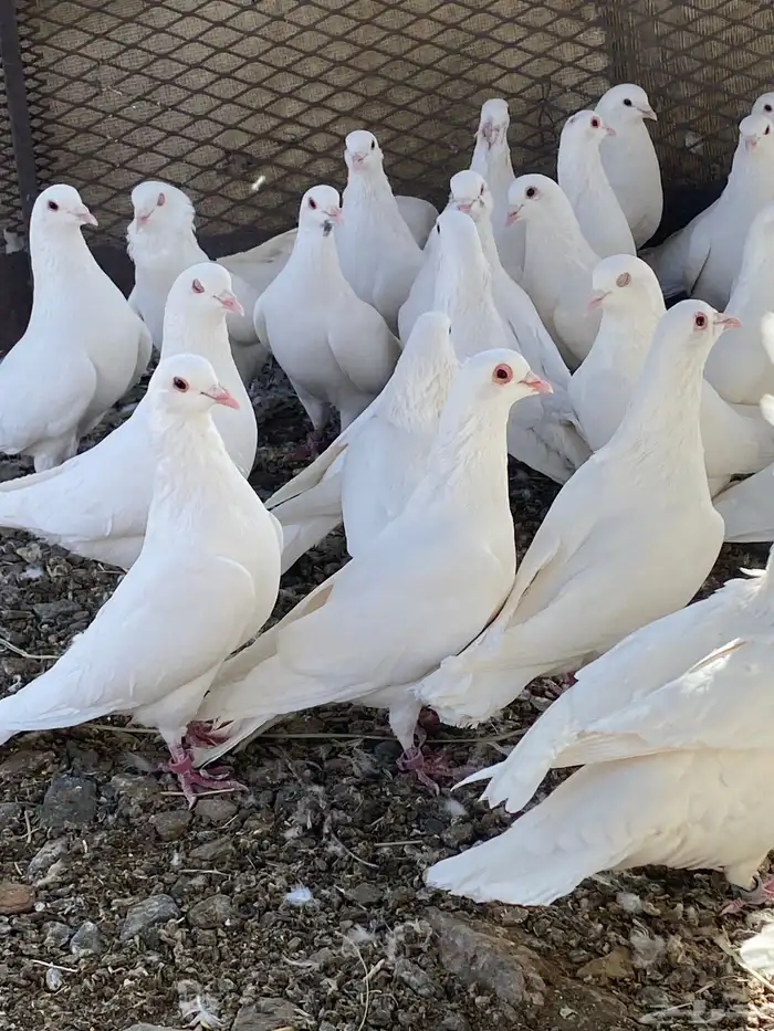 حمام فرنسي سوبر جانبو ملكي فاخر 13