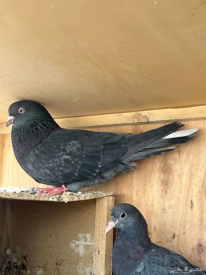 جوز قطايف بفروخه معاريف 2