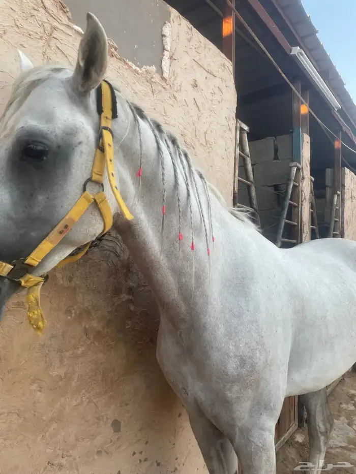 اعلان حصان للبيع تبوك 3