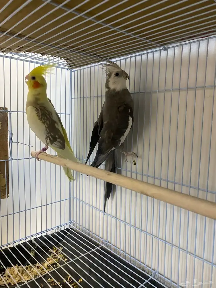 للبيع ازواج كروان منتجه 6