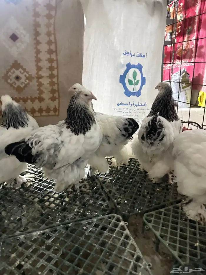 صيصان براهما 4