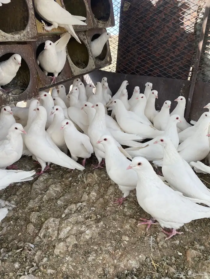 حمام فرنسي سوبر جانبو ملكي فاخر 9