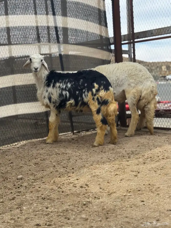 شاه رباع فل طلي نجدي جذع 1