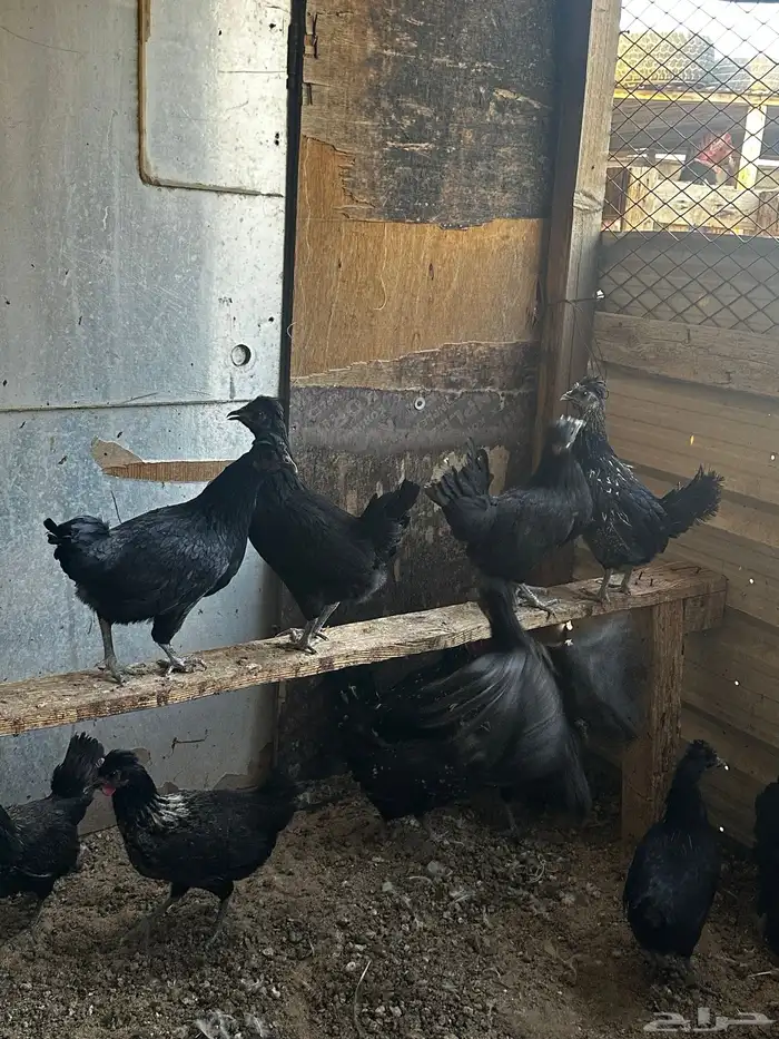 دجاج للبيع 1