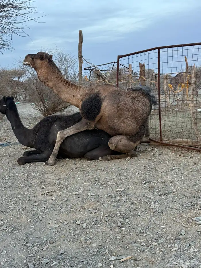 للبيع بعير حمر جرم كايف ضراب وعشار 25