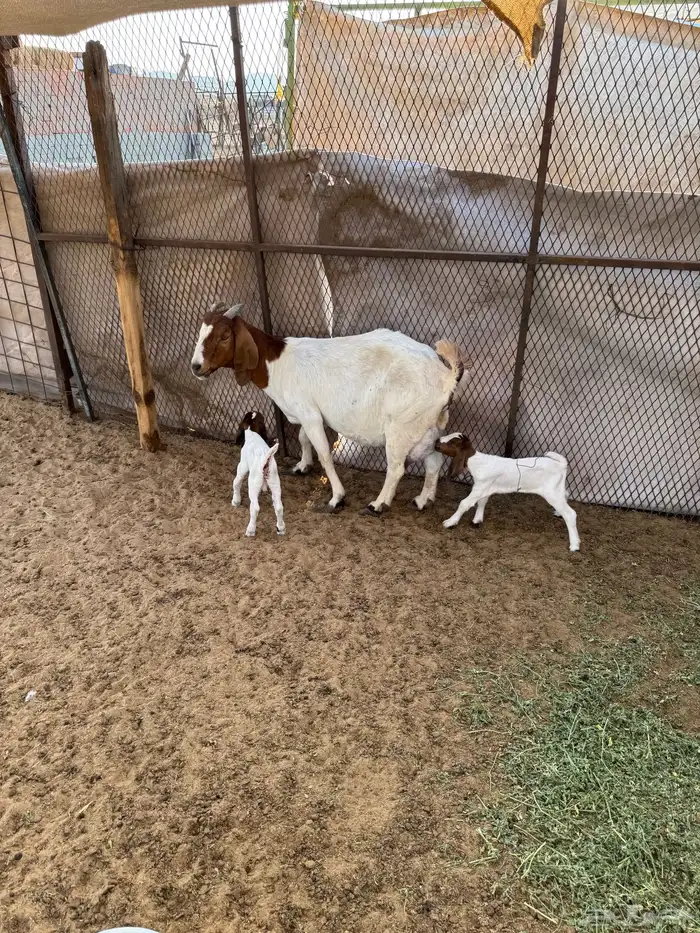 عنز بورقوت تحتها اثنين تيوس دم صافي 4