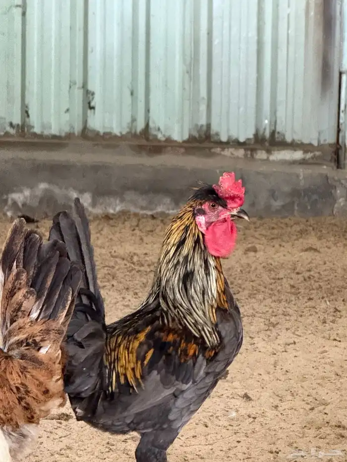 للبيع دجاج 3