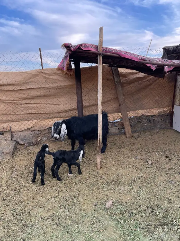 عنز عارضيه متوم للبيع 4