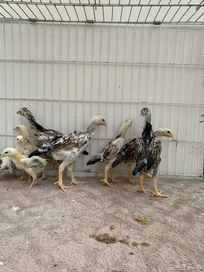 للبيع دجاج شامو ياباني فاخر 4