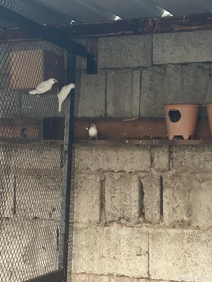 ازواج جاوا فنش 4