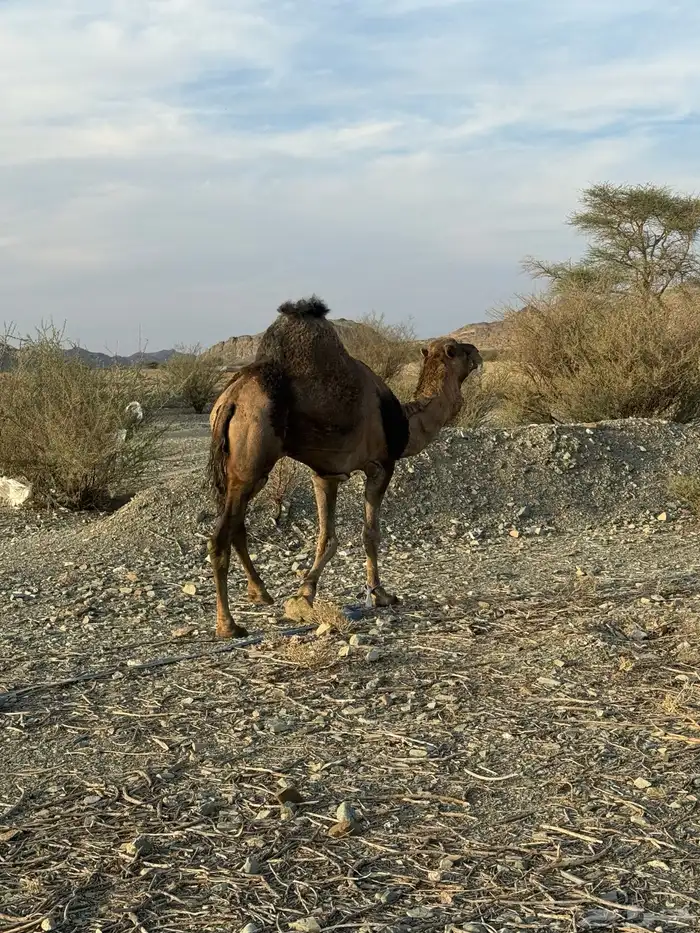 للبيع بعير حمر جرم كايف ضراب وعشار 30