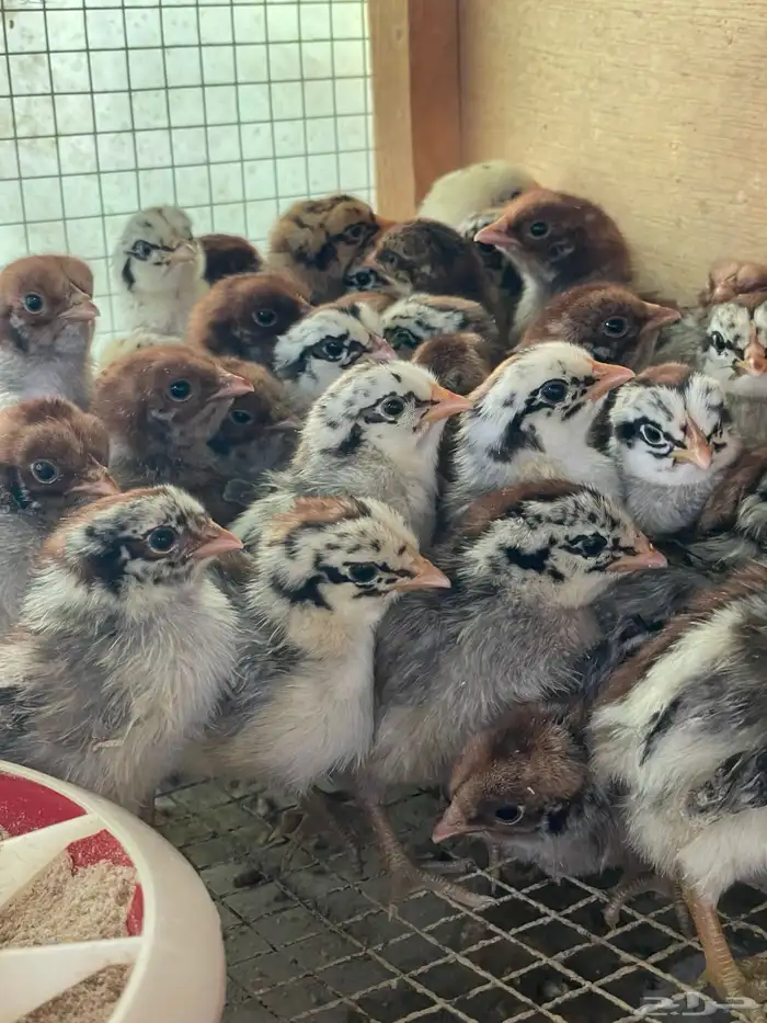 صوص بلدي فيومي شبابي احجام 0