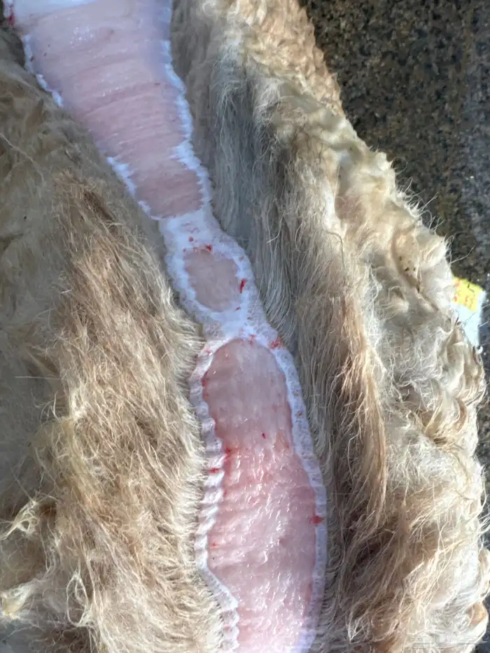 حاشي لباني مسحوب من أمه امس عمره (4)شهور والطعم تحدي 1