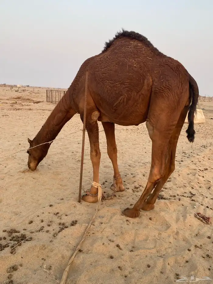 بكره وقعود للبيع 2