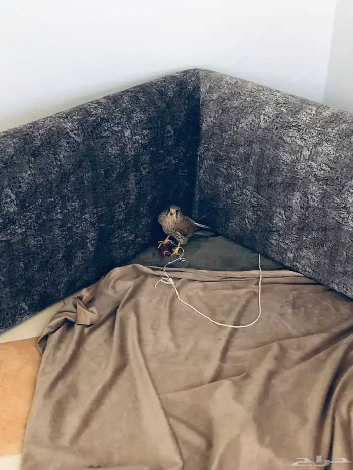 باشك نقل للبيع 3