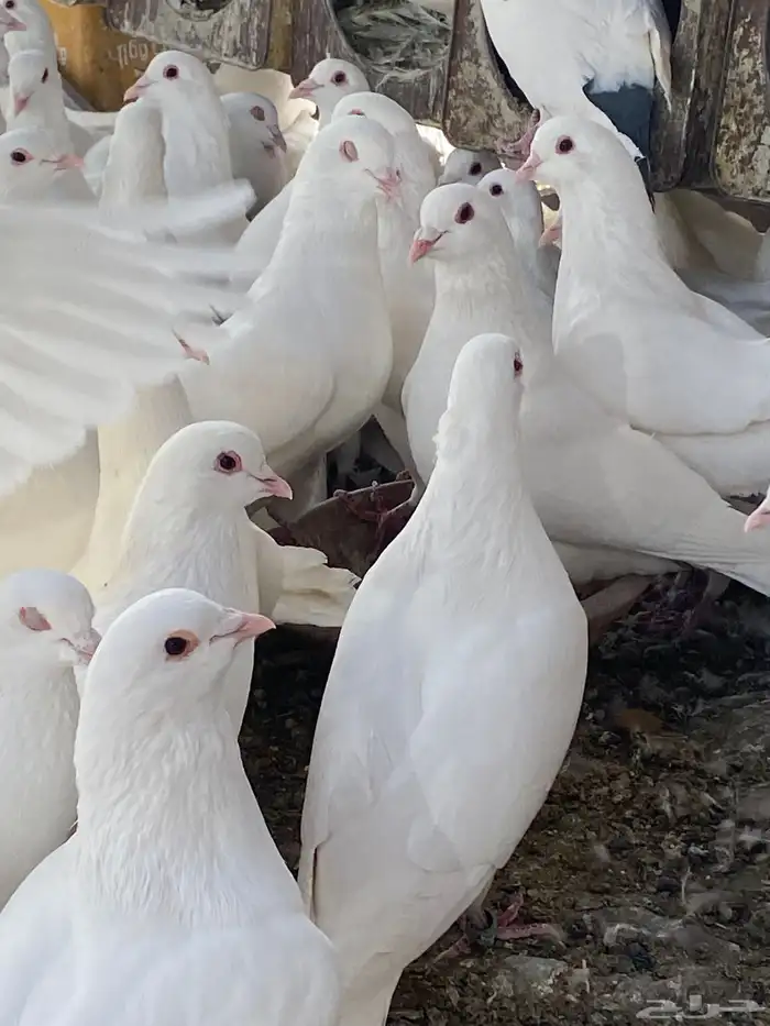 حمام فرنسي سوبر جانبو 4