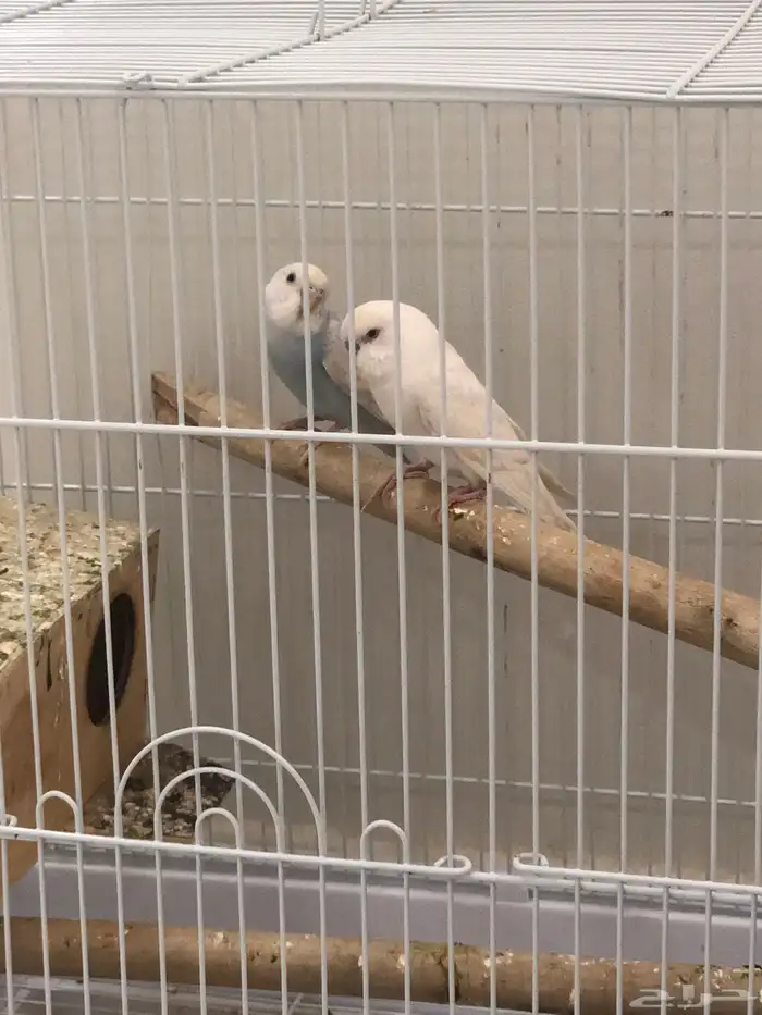 جوز بادجي للبيع 4