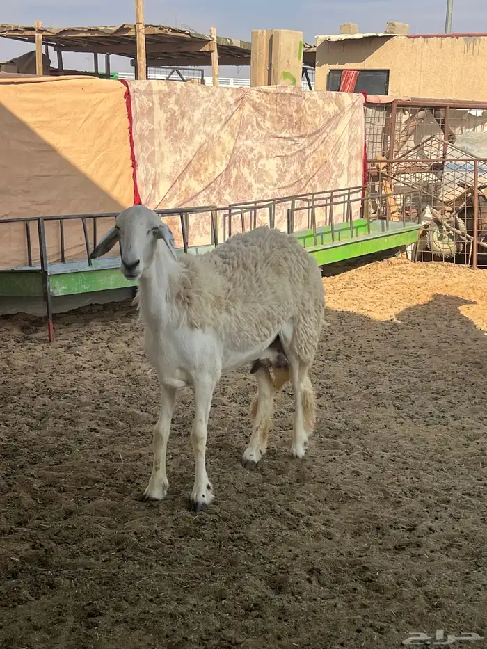 حريات صنف الصنف مراح متعوب عليه 5