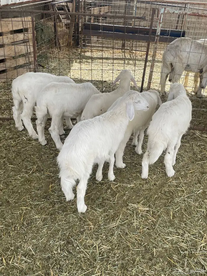 بهم حري بهم دواغير 17