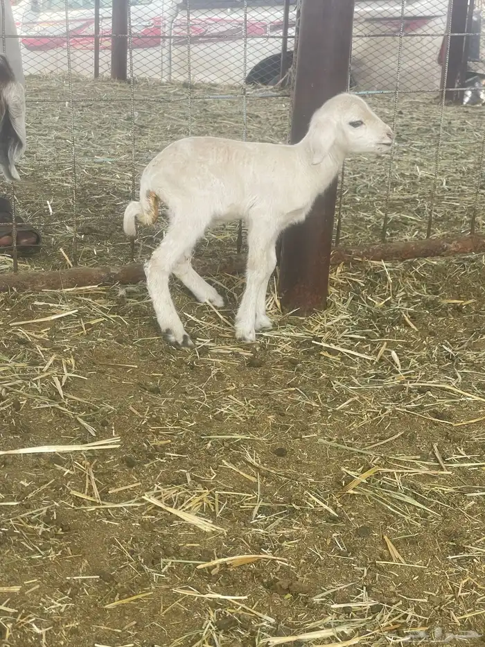 بهم حري بهم دواغير 47