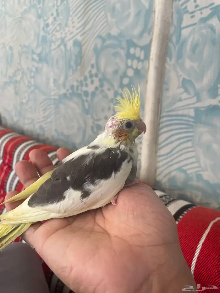 فرخين كروان كوكتيل 0