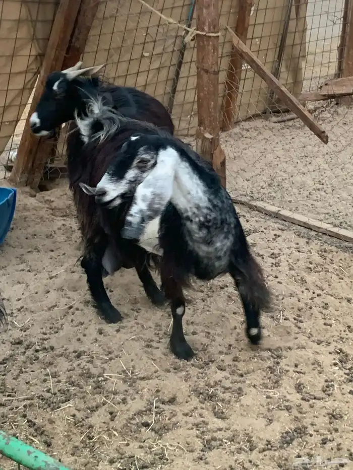 للبيع معزا مقربات على ولاده 7