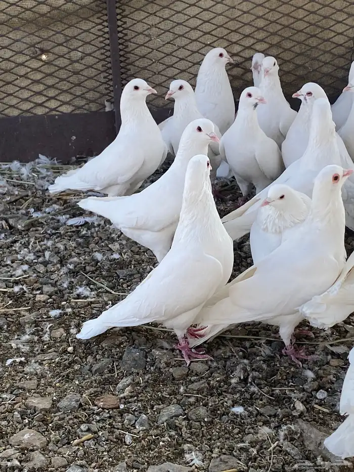 حمام فرنسي سوبر جانبو 14