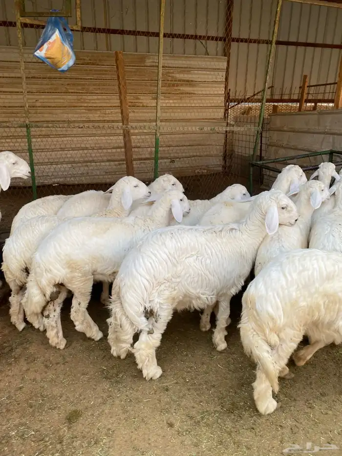 بهم حريات فاخره 2