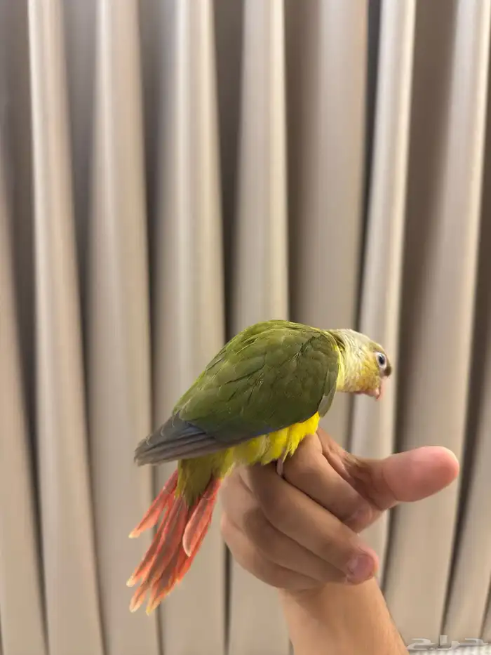 كنيور أناناس 4