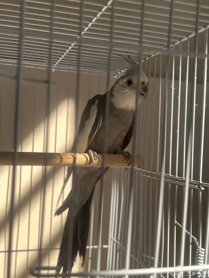 عرض خاص ذكر كروان وايتت فيس فخممم 4