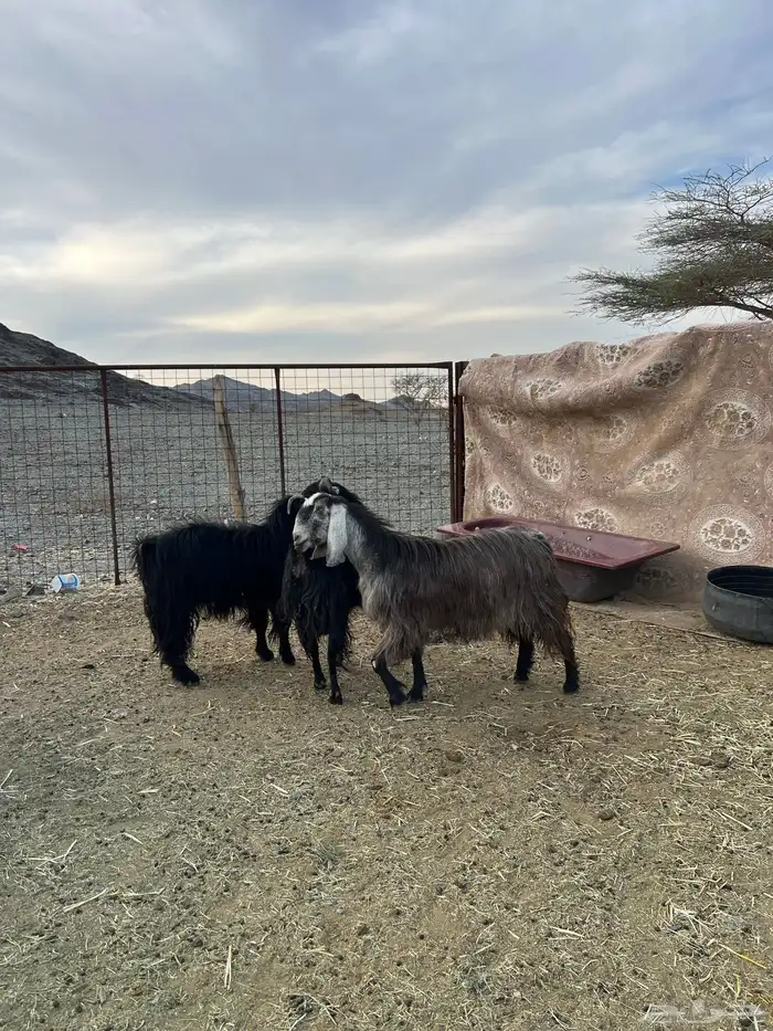 غنم وجفار مراح مضاريع ودفيع 3