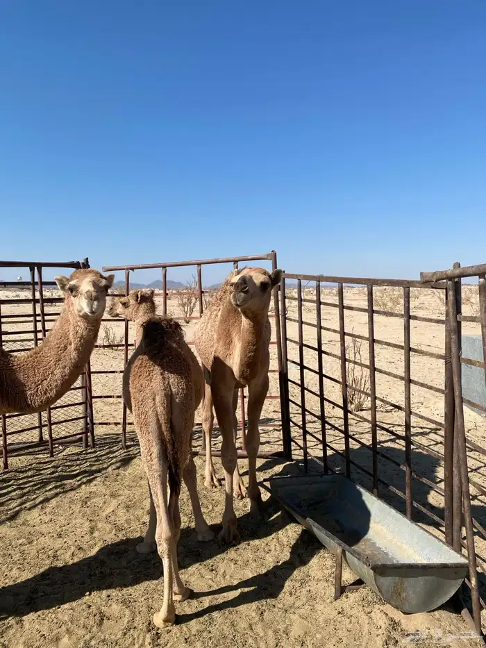 قعدان للبيع 3